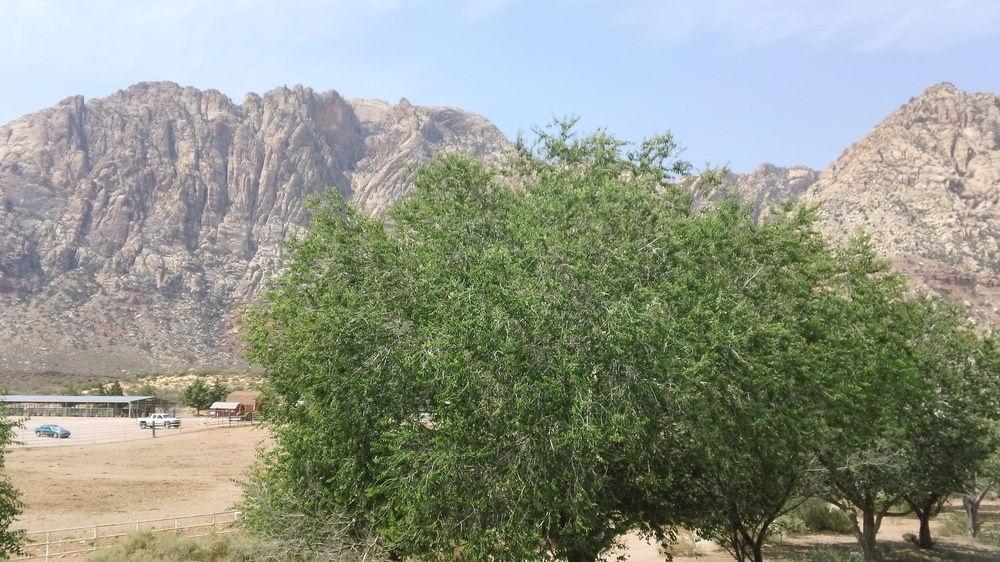 Blue Diamond Bonnie Springs Ranch Motel מראה חיצוני תמונה