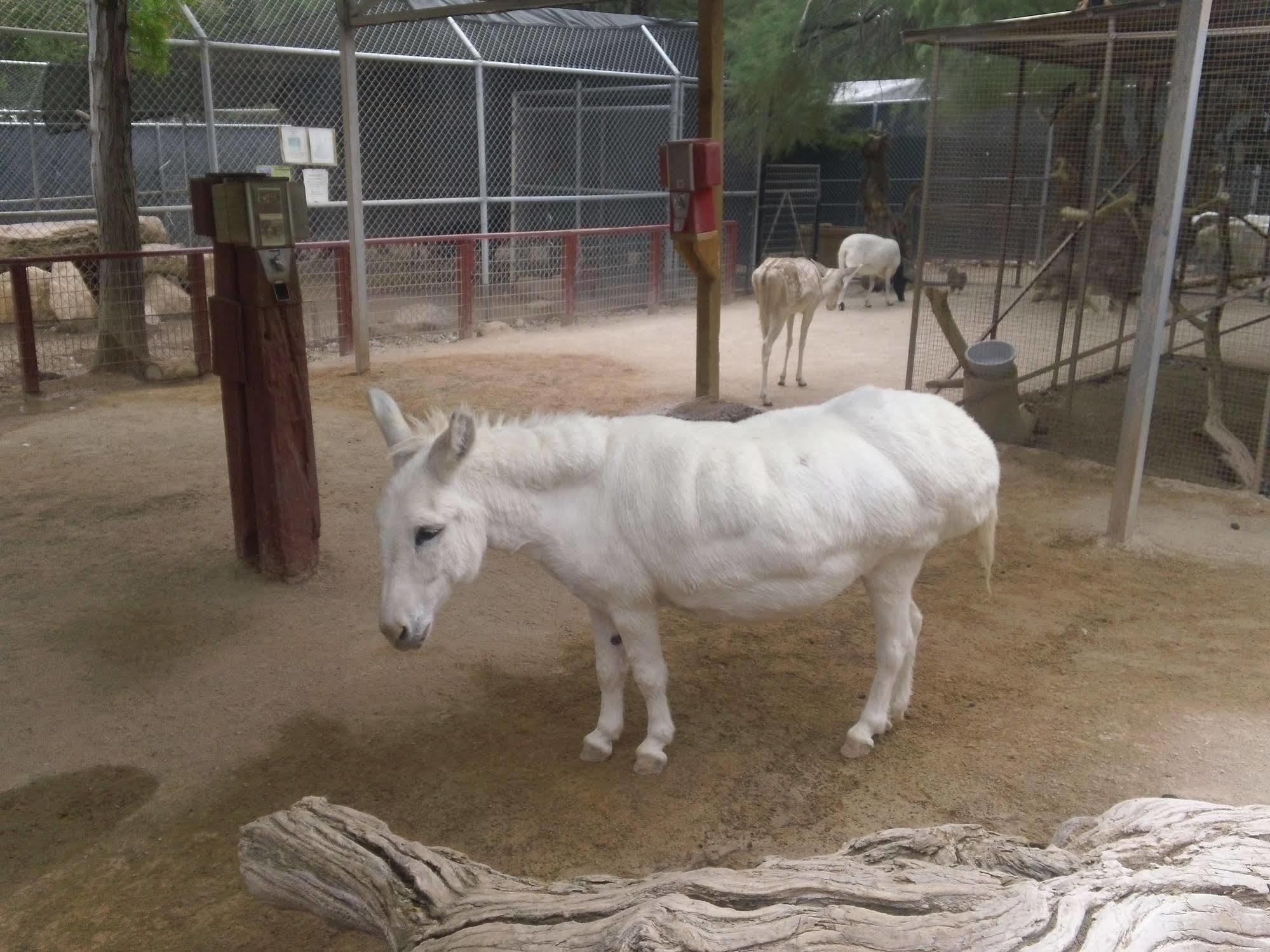 Blue Diamond Bonnie Springs Ranch Motel מראה חיצוני תמונה
